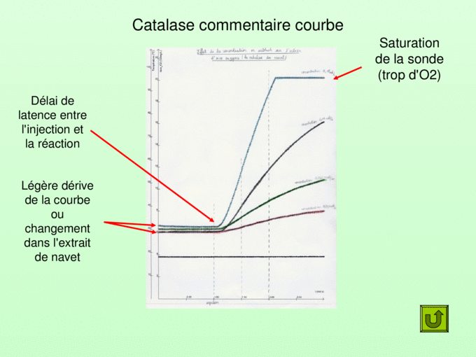Activit enzymatique Catalase courbe  Catalase  rsultats 